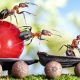 Kwas mrówkowy E236 – właściwości i zastosowanie
