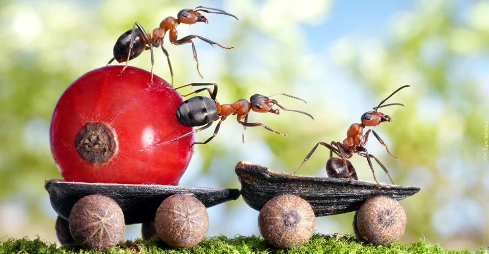 Kwas mrówkowy E236 – właściwości i zastosowanie